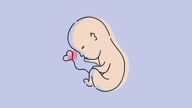 What is Umbilical Cord